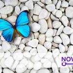 تصویر: مسیر رشد NFها: خودتان را مهم بدانید