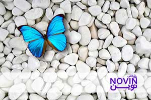 تصویر: مسیر رشد NFها: خودتان را مهم بدانید