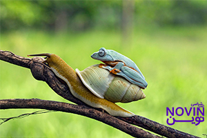 تصویر: تکنیک‌های پرورش رفتار قاطعانه در ارتباط با دیگران